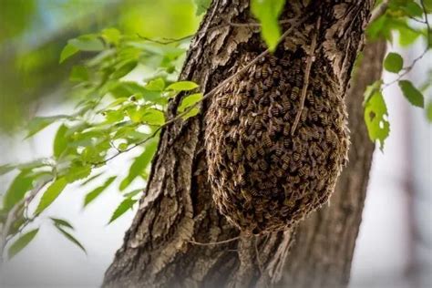 къде да се засаждат пчели с простатит